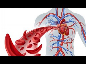 Explanation of BEMER Therapy & How Heart Circulatory System Works