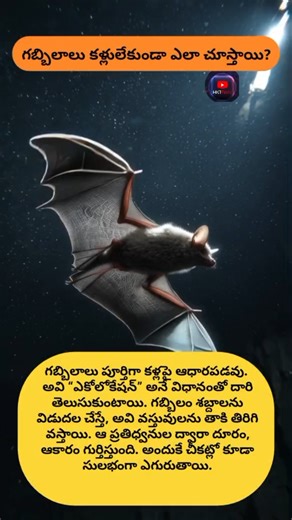 #BatFacts #AnimalFacts #AmazingFacts #TeluguFacts #WildlifeShorts #NatureFacts #Shorts