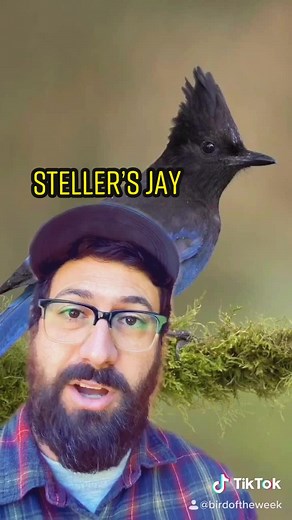 Discover the Majestic Steller’s Jay - Bird of the Week
