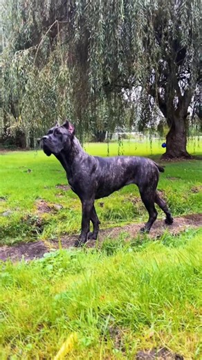 Stephanie Olmsted on Instagram: "Creek life #canecorso #italianmastiff #mastiff #salmoncreekcanecorso #dogs #corso #pnwdogs #bigdogs #dogsofinstagram #doglover #dogoftheday #dogstagram #canecorsofans #canecorsoofinstagram #dogsofinsta #pnw #corsosofinstagram #canecorsopuppy #puppies #puppiesofinstagram #puppy"
