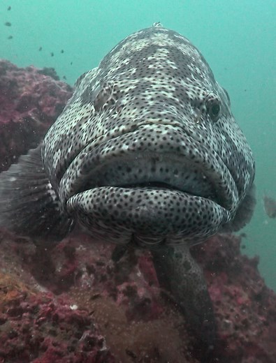 Malabar Grouper (Epinephelus malabaricus) | Ocean Reality Channel