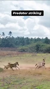 40 reactions · 32 comments | Lions vs zebra( world's deadliest ) Unlucky-not every prey that end up in a hungry lion's claws can make it alive Exploring the Animal Kingdom one adventure at a time ,witness the magic of nature #animallovers #wildlife #nature #animals #trending #fypシ゚ #hilightseveryonefollowers | Chikomborero Mbundure | Facebook