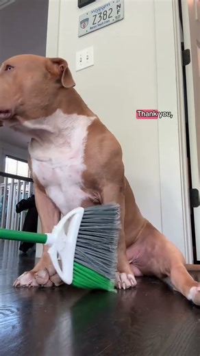 @roo_for_roommate: The constant battle between me and Roo wanting to sit exactly where I need to be