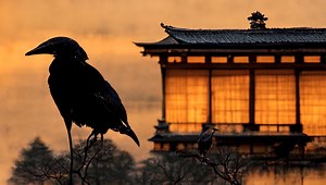 Karasu: Japanese Crows, Myths and Superstitions (Ep. 113) - Uncanny Japan Podcast