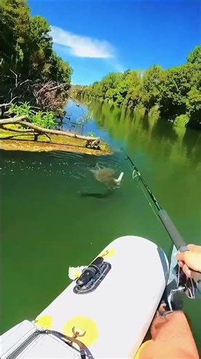 BIG CATFISH ATTACKED My Rod! 😱 You Won’t Believe the Size of This Catch!