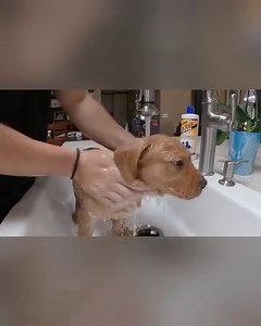 13K views · 1.3K reactions | Bathing Puppies Before They Go Home! | Life With Labradors | Facebook
