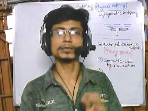 Gene mapping part 3 Physical mapping