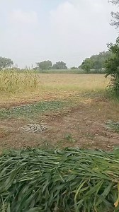 6.7K views · 189 reactions | Batao roti Google se download ho jayegi kya | Anila Yadav | Facebook