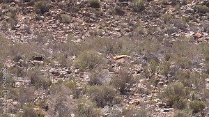 Springbok antelop walking around dry desert area of South Africa 4k