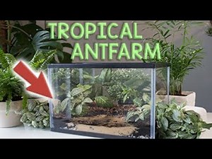 How to Build an Ant Nest #2 | Tropical Formicarium (Natural)