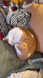 34 reactions | Self-condensing like a pro | Indoor Outdoor Kat | Facebook