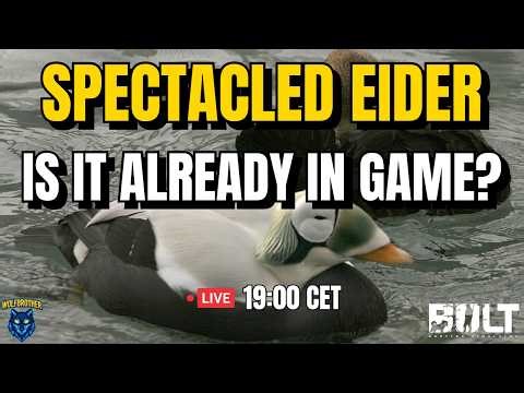 Is Spectacled Eider Already On Our Map? BULT Hunting Simulator LIVE 19:00 CET 🦆