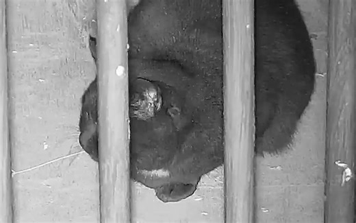 黑猫，不要放肆！/Bear Mansur