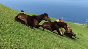 Hilarious Horses Slide Down a Hill - 1Funny.com