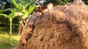 17K views · 457 reactions | Jason Hand Sign To Forbid Puppy Stop Follow Outside | Monkey Jason | Facebook