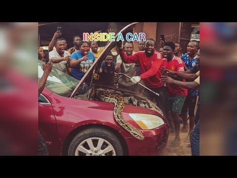 Removing a massive python from a car without hurting it.