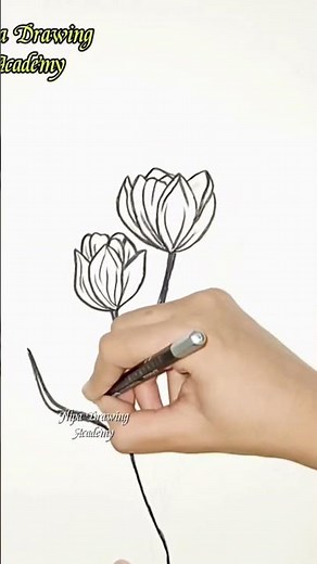 Tulip Flower Drawing🌷#art#drawing#pencildrawing#shorts#ytshorts#shortvideo#shortsfeed#flowers #easy