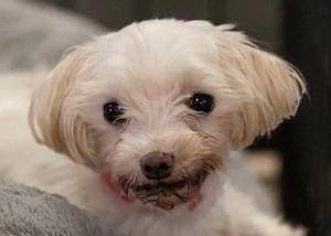 4.5K views · 611 reactions | Asia is available for adoption at National Mill Dog Rescue in Colorado Springs, CO. Read about her at this link: https://www.petango.com/Adopt/Dog-Maltese-44023493 Learn about adoption here: https://nmdr.org/our-dogs/adopt/ | National Mill Dog Rescue | Facebook