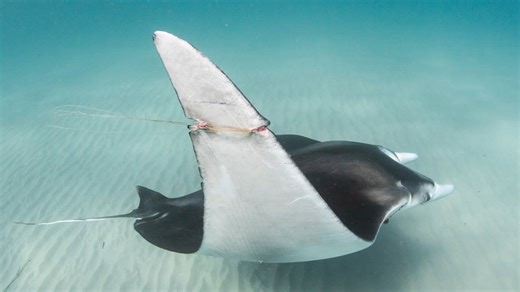 This is What Every Fisherman Must Know About Manta Rays and Cobia Fishing