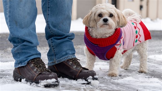 How cold is too cold for dogs? Winter safety tips for pet owners