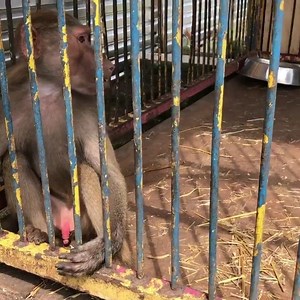 1.7M views · 7.1K reactions | This is how we rescued the Baboons...