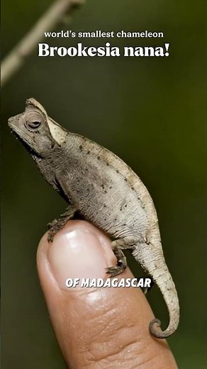 This Chameleon Is Smaller Than a Matchstick! 😳