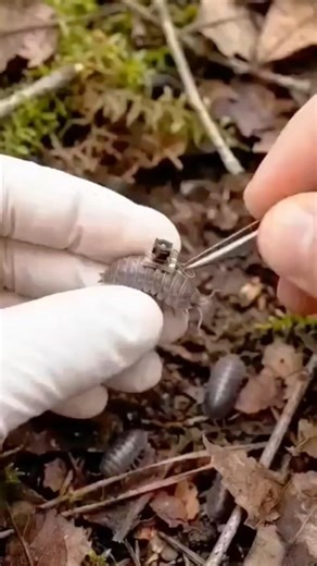 Tiny Camera on a Pill Bug Exploring a Hidden Underground Colony | Real Animal POV