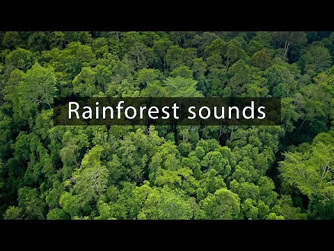 Rainforest sounds - Insects in the Borneo jungle