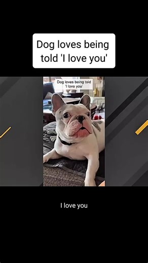 #geobeatsanimals #geobeats #animals #animal