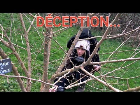 Layering ball in February? [Fruit Trees]