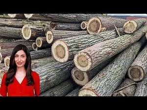 Poplar Wood Properties, Types & Uses | AtoZ Wood Company