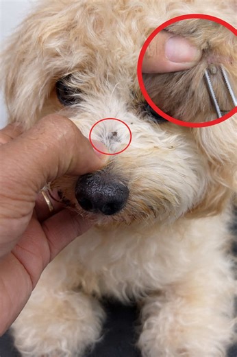 Transforming a Matted Dog: Grooming for a Healthier Coat