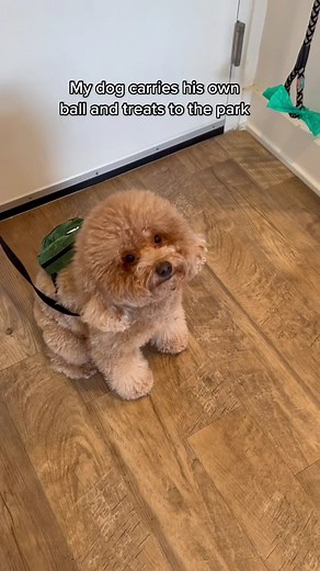 Adorable Mini Poodle Carrying Backpack - Cute Dog Video
