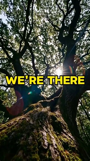 🌳 Expert Tree Care for a Safer, Healthier Yard