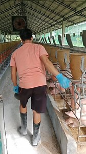 12K views · 85 reactions | amazing work wow set up farm talaga #fblifestyle #linis #Amazing | Mandado Rosas Jobert | Facebook