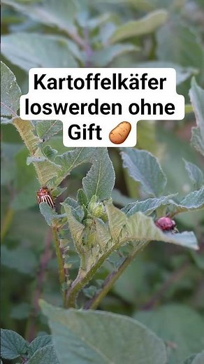 Kartoffelkäfer erkennen und ökologisch bekämpfen #hobbygarten #gemüsegarten #garten