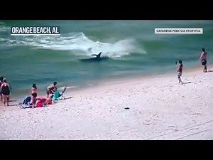 VIDEO: Massive hammerhead shark chases stingray near beachgoers on Alabama shore