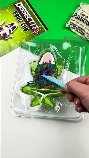 Grab your lab coats and goggles - it's time to dissect!🧪🐸