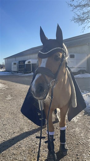 My Favorite Horse: Trust Beyond Words