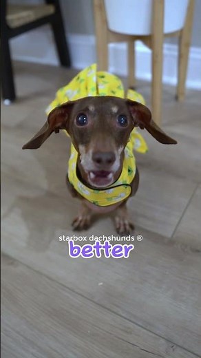 Let’s go shopping! #starboxdachshunds
