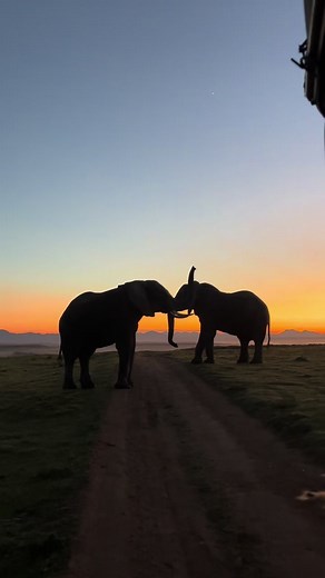 Experiencing Safari Sunrise with Elephants