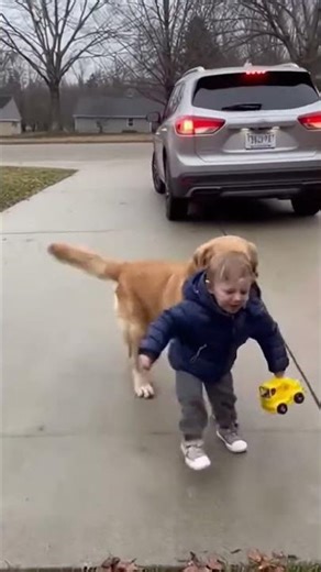A dog pulls a small child off driveaway