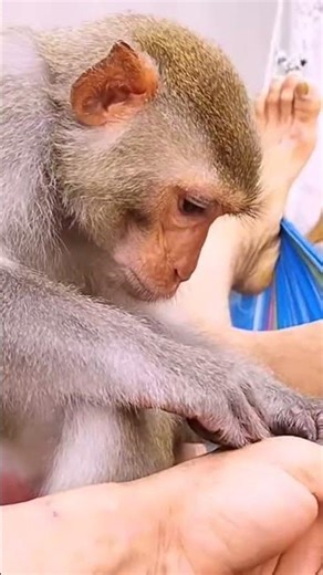 videos monkey grooming humans
