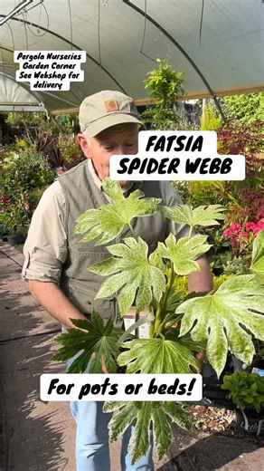 3.4K views · 31 reactions | #addWEBSHOP ....