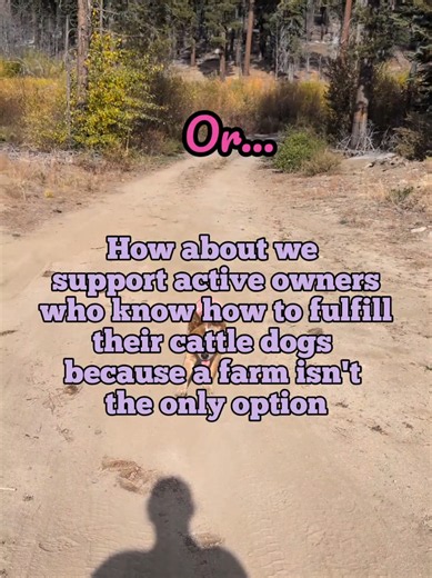 Cattle Dogs Can Thrive in Active, Appropriate Homes