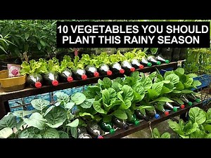 10 Gulay Na Dapat Mong Itanim Ngayong Maulan