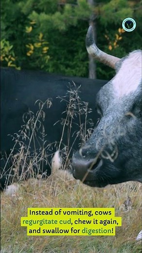 "Why Can’t Cows Vomit? 🐄😲 The Shocking Truth!" #shortsvideo