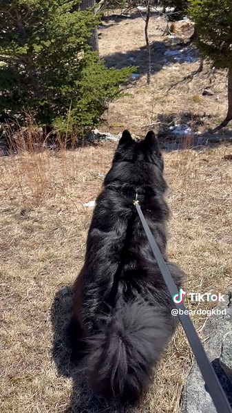 BeardogKBD on TikTok