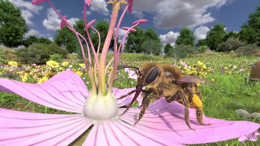 Biologie: Die Honigbiene in VR | Lernspiel