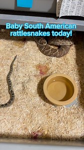 20K views · 234 reactions | Snakes for the future: these South American rattlesnakes were born today! These snakes are being used to develop a drug for non- small cell lung cancer, so they are very important babies! #rattlesnake #venomislife #venomoussnake #powellcountytourism #reptiles #reptilezoo #redrivergorge #herpetology #snake #reptile #kyreptilezoo #snakes #crotalus #cancer #sucks #cancersucks #CANCERSUCKS #beating #cancer #beatingcancer | Kentucky Reptile Zoo | Facebook